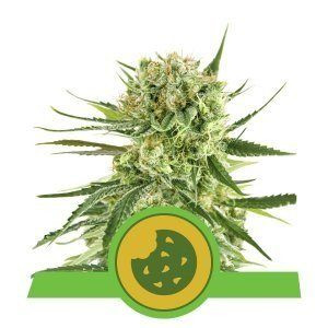 Royal Cookies Automatic - ROYAL QUEEN SEEDS | TanieSianie.pl