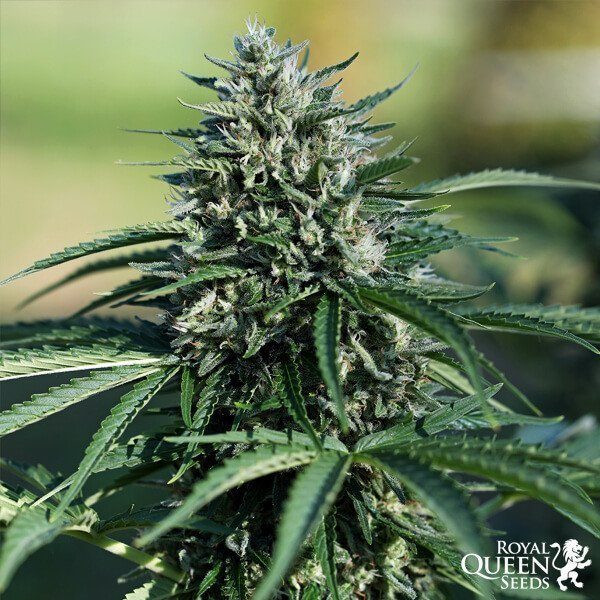 Royal Cookies Automatic - ROYAL QUEEN SEEDS | TanieSianie.pl