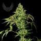 BigMazar Auto - SENSI GENETICS | TanieSianie.pl