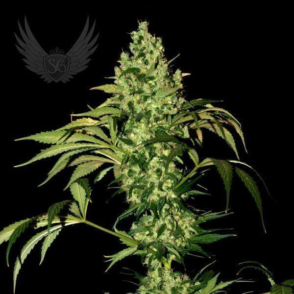 BigMazar Auto - SENSI GENETICS | TanieSianie.pl