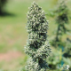 Royal Cookies Automatic - ROYAL QUEEN SEEDS | TanieSianie.pl