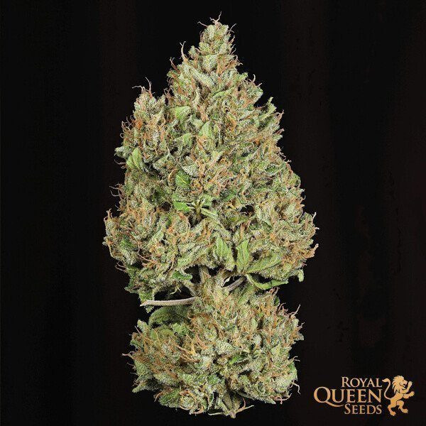 Royal Cookies Automatic - ROYAL QUEEN SEEDS | TanieSianie.pl