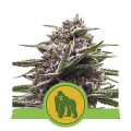 Royal Gorilla Automatic - ROYAL QUEEN SEEDS