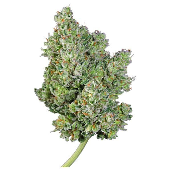 Royal Gorilla Automatic - ROYAL QUEEN SEEDS | TanieSianie.pl