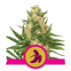 Fat Banana - ROYAL QUEEN SEEDS | TanieSianie.pl
