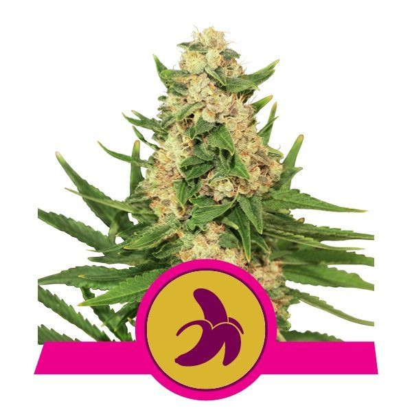 Fat Banana - ROYAL QUEEN SEEDS | TanieSianie.pl