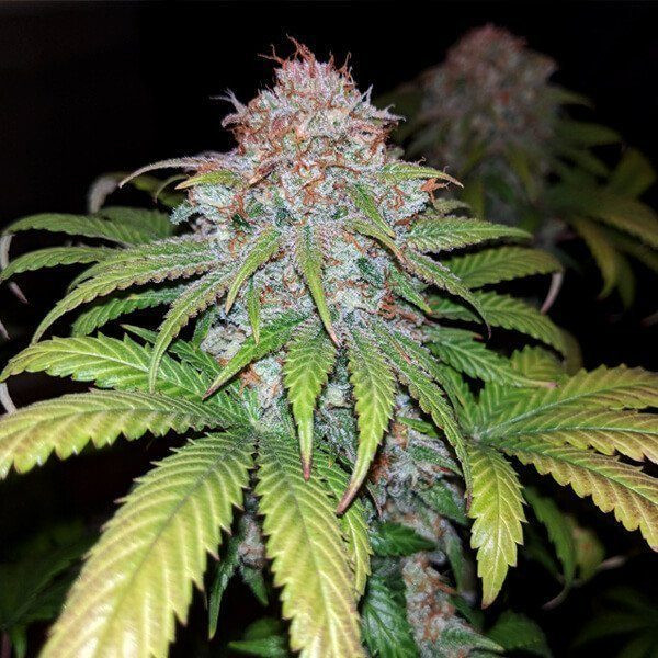 Fat Banana - ROYAL QUEEN SEEDS | TanieSianie.pl