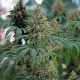 Fat Banana - ROYAL QUEEN SEEDS | TanieSianie.pl