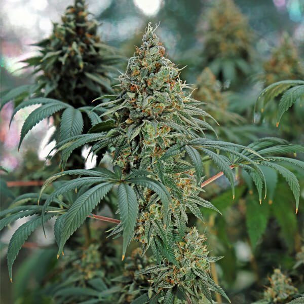 Fat Banana - ROYAL QUEEN SEEDS | TanieSianie.pl