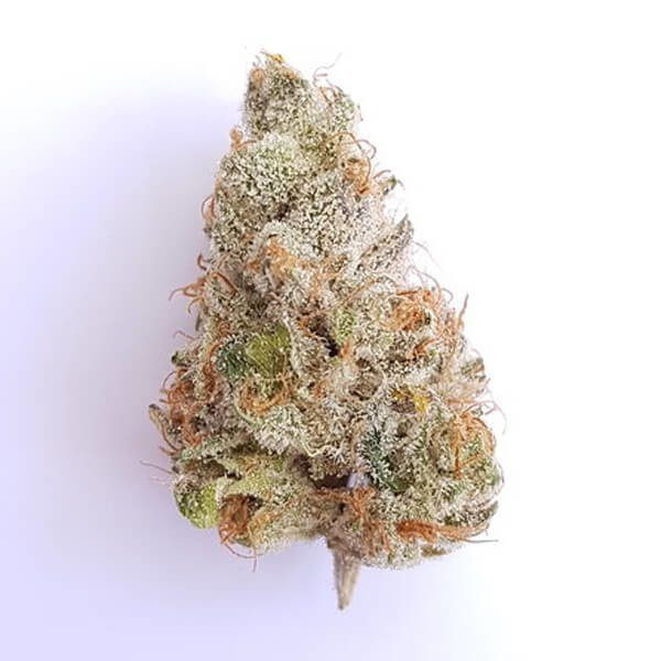 Fat Banana - ROYAL QUEEN SEEDS | TanieSianie.pl