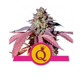 Purple Queen - ROYAL QUEEN SEEDS | TanieSianie.pl