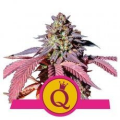 Purple Queen - ROYAL QUEEN SEEDS