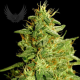 Critical Plant Auto - SENSI GENETICS | TanieSianie.pl