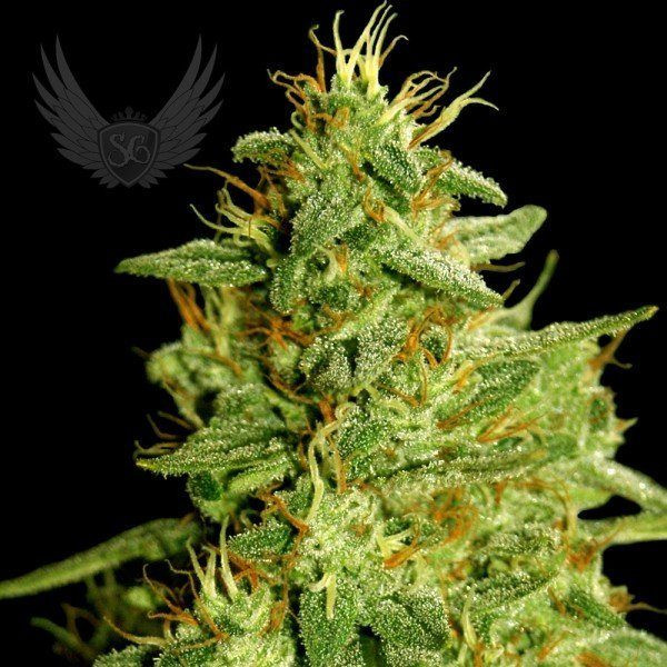 Critical Plant Auto - SENSI GENETICS | TanieSianie.pl