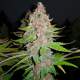 Purple Queen - ROYAL QUEEN SEEDS | TanieSianie.pl