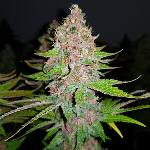 Purple Queen - ROYAL QUEEN SEEDS | TanieSianie.pl