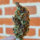 Purple Queen - ROYAL QUEEN SEEDS | TanieSianie.pl