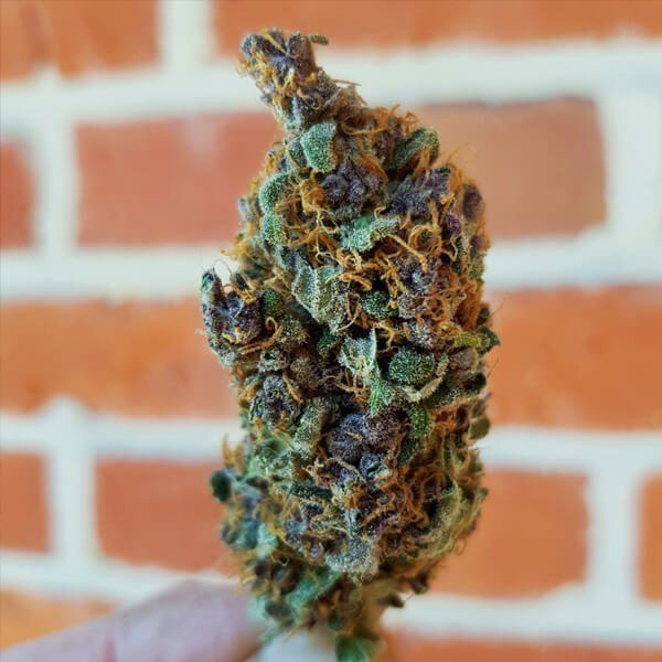 Purple Queen - ROYAL QUEEN SEEDS | TanieSianie.pl