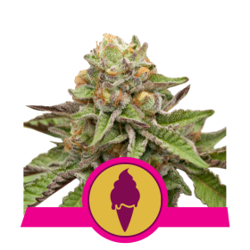 Green Gelato - ROYAL QUEEN SEEDS | TanieSianie.pl