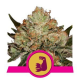 HulkBerry - ROYAL QUEEN SEEDS | TanieSianie.pl