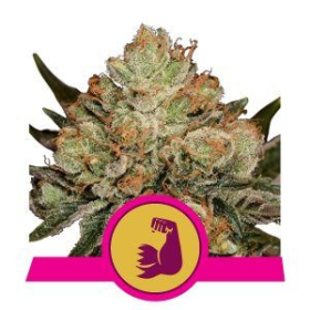 HulkBerry - ROYAL QUEEN SEEDS | TanieSianie.pl