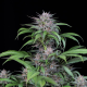 Quick Kush - DINAFEM | TanieSianie.pl