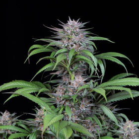Quick Kush - DINAFEM | TanieSianie.pl