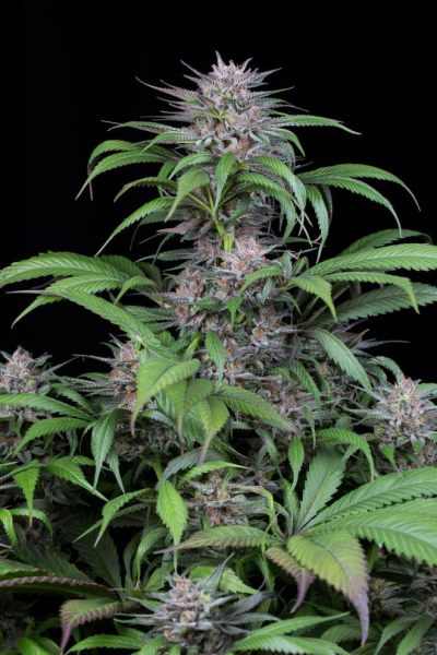 Quick Kush - DINAFEM | TanieSianie.pl