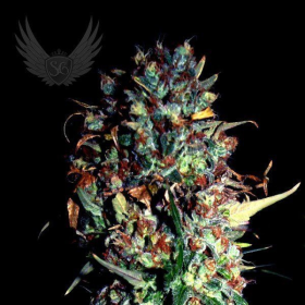 Jamaican Haze Auto - SENSI GENETICS | TanieSianie.pl