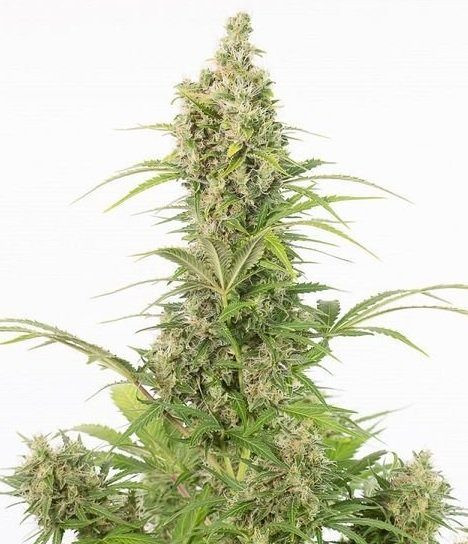 White Widow CBD Auto - DINAFEM | TanieSianie.pl