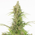 White Widow CBD Auto - DINAFEM