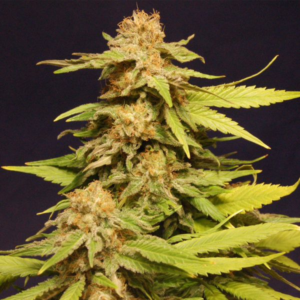 Big Bull - KANNABIA SEED | TanieSianie.pl