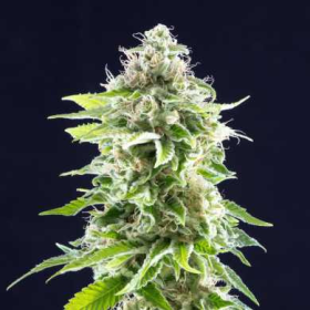 Cookies Haze - KANNABIA SEED | TanieSianie.pl
