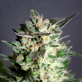 Diesel Glue - KANNABIA SEED | TanieSianie.pl