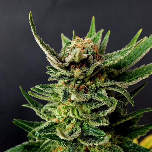 Gypsy Kush - KANNABIA SEED | TanieSianie.pl