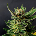 Gypsy Kush - KANNABIA SEED