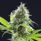 Kama Kush CBD - KANNABIA SEED | TanieSianie.pl