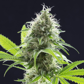 Kama Kush CBD - KANNABIA SEED | TanieSianie.pl