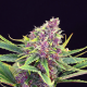 Purple Kush - KANNABIA SEED | TanieSianie.pl
