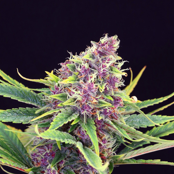Purple Kush - KANNABIA SEED | TanieSianie.pl