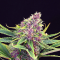 Purple Kush - KANNABIA SEED