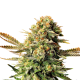 Russian Doll - KANNABIA SEED | TanieSianie.pl