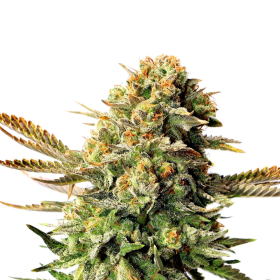 Russian Doll - KANNABIA SEED | TanieSianie.pl