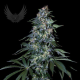 Northern XXL Auto - SENSI GENETICS | TanieSianie.pl