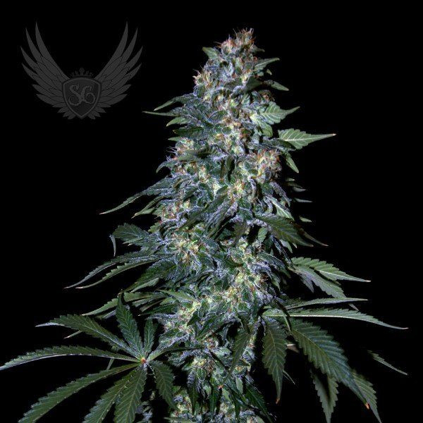 Northern XXL Auto - SENSI GENETICS | TanieSianie.pl