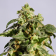 Skunk + - KANNABIA SEED | TanieSianie.pl