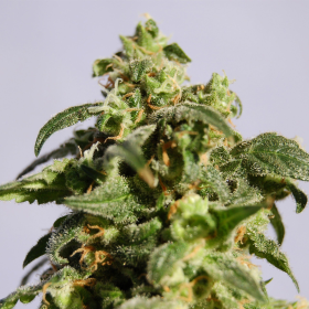 Skunk + - KANNABIA SEED | TanieSianie.pl