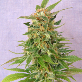Ginger Punch Auto - KANNABIA SEED | TanieSianie.pl