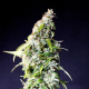 Speedy Boom Auto - KANNABIA SEED | TanieSianie.pl