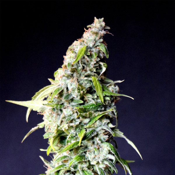 Speedy Boom Auto - KANNABIA SEED | TanieSianie.pl